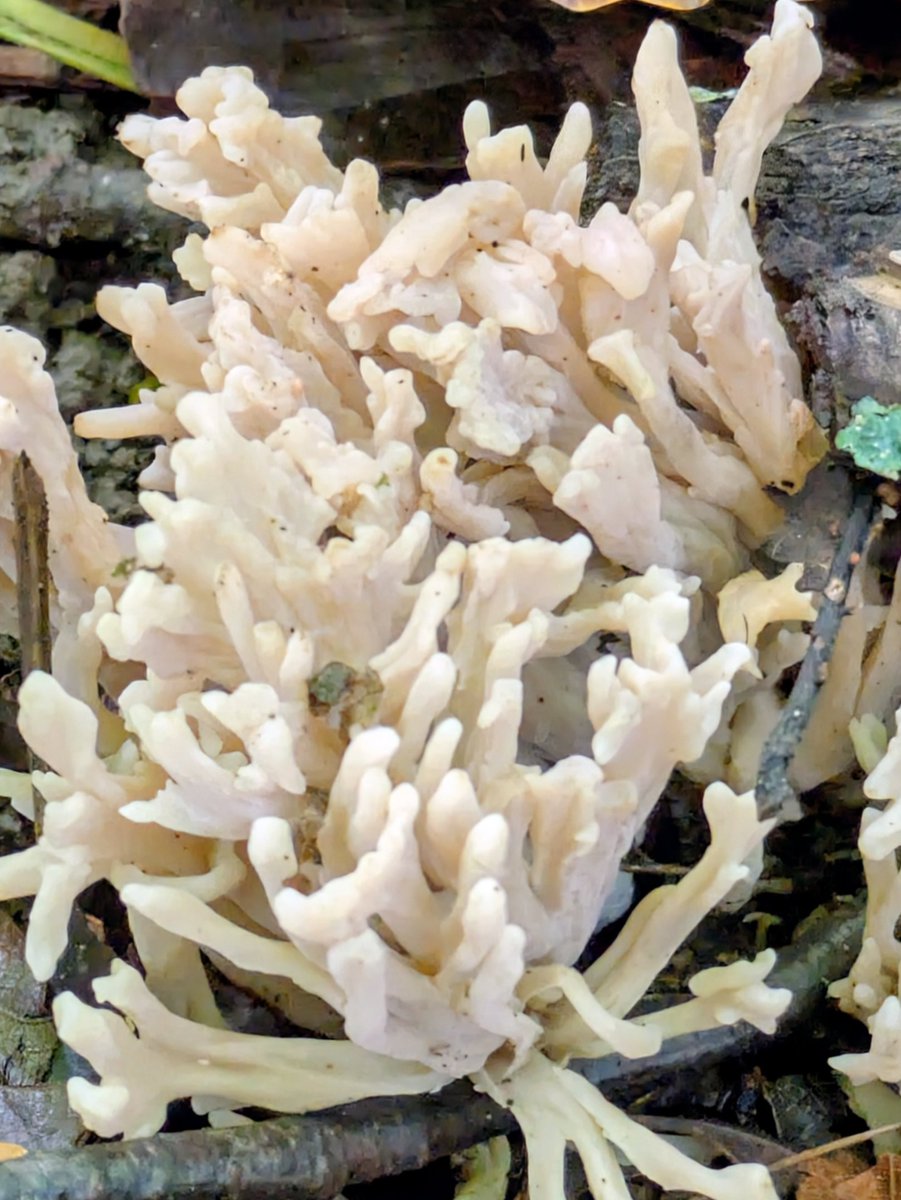 #MushroomMonday Wrinkled Club (Clavulina rugosa) found in Lancaster.