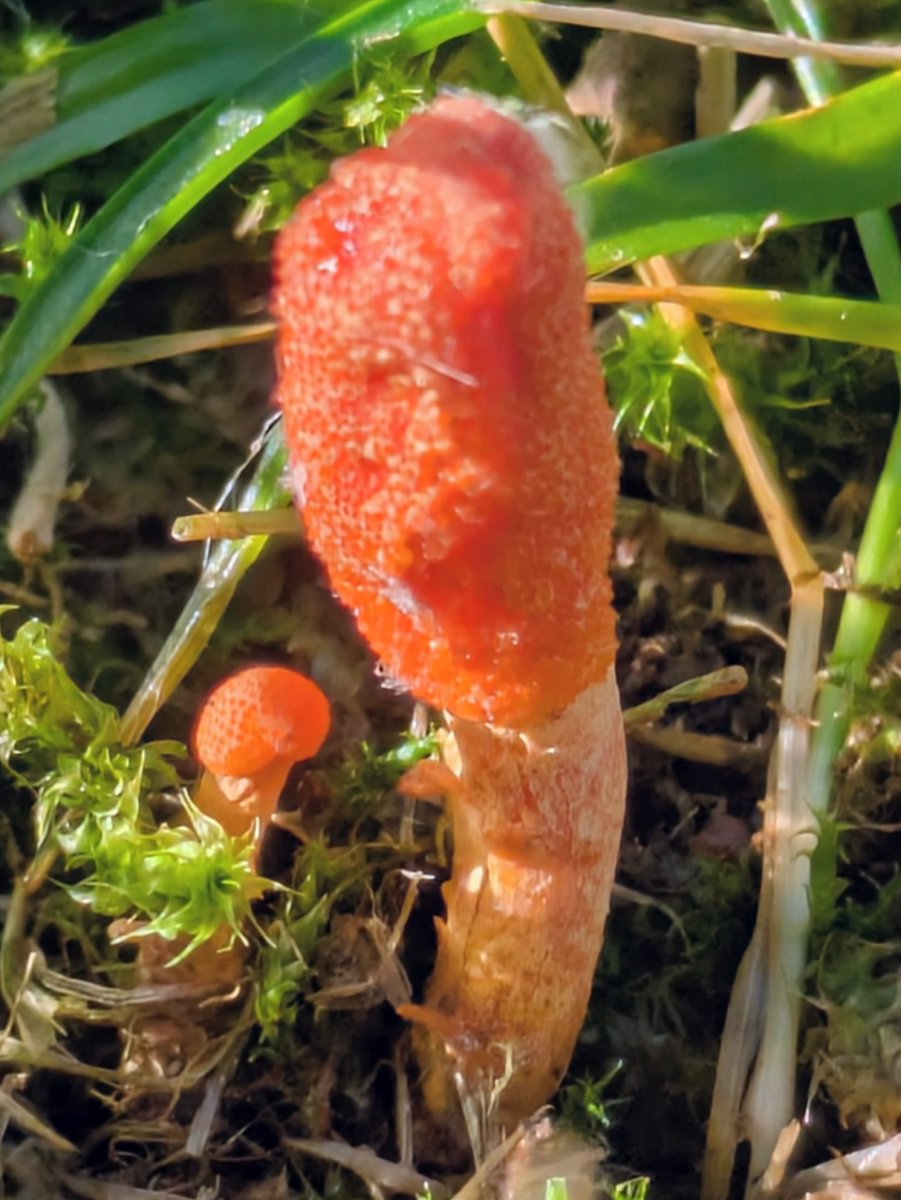 #MushroomMonday Scarlet Caterpillarclub (Cordyceps militaris) found in Lancaster.