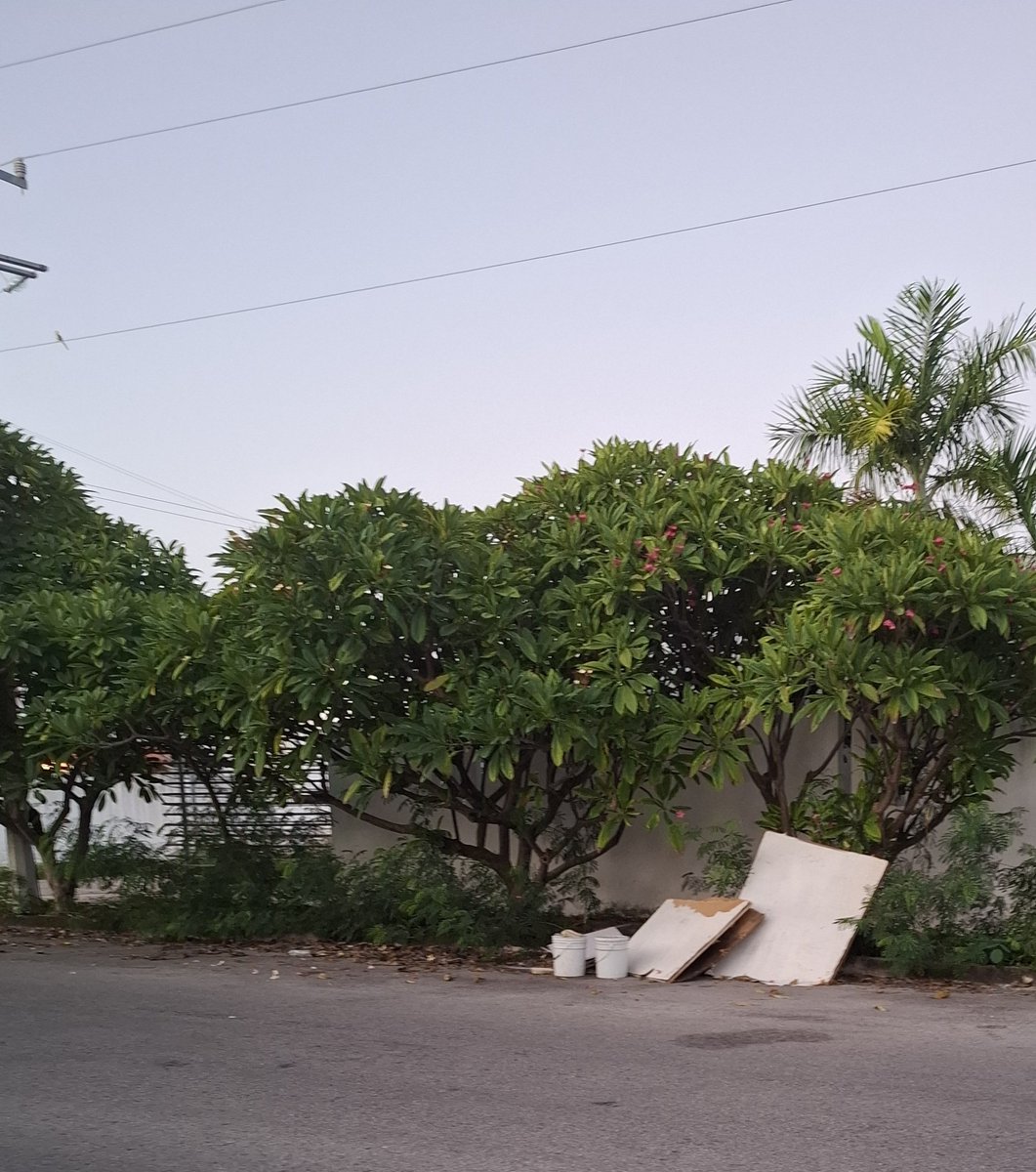 YUCATANALL tweet media