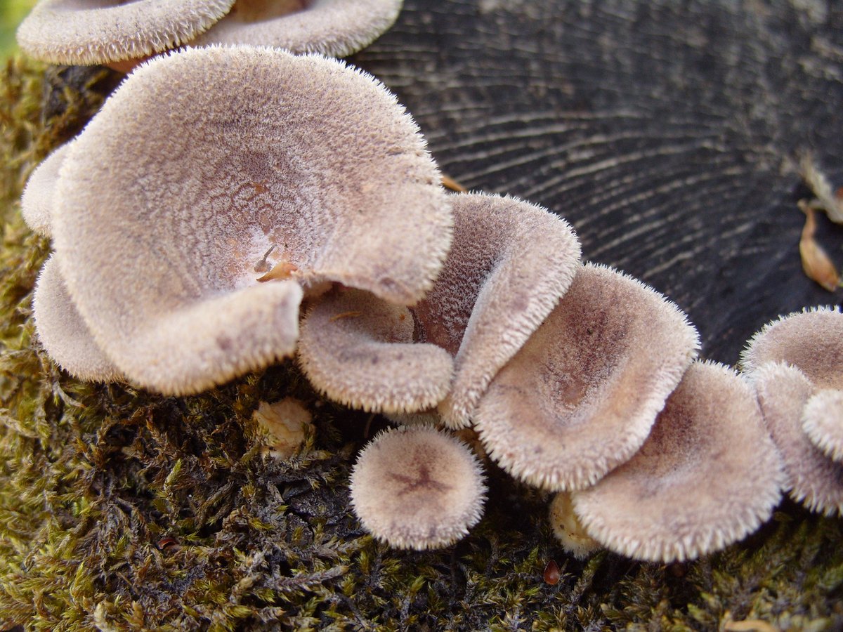 Lentinus strigosus (Panus rudis)