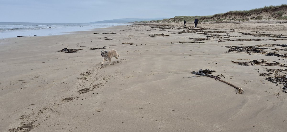 HWicket's tweet photo. #BTPosse #BeachLife #dogsofX #machrihanish BIG BEACH DAY and #PubDogs *spinz* https://t.co/vh2tmk0AYw