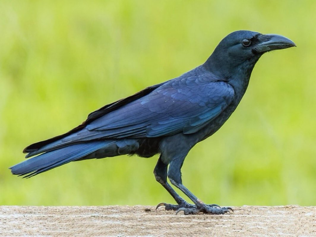 crow (@cawcrow_) / Posts / X