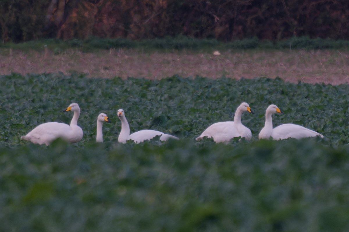 Great day yesterday at Bradwell helping lead the <a href="/EssexBirdNews/">EBwS Bird News</a> field trip. Thanks to <a href="/SwallowBirding/">Swallow Birding & Wildlife</a> <a href="/PaulE_Birder/">Paul Everett</a> <a href="/OliCWildlife/">OliCWildlife</a> and Ed Bateman for getting so many people onto the birds, a real team effort! Pics of Eider, GS Woodpecker, Peregrine and 5 Whooper Swans on way home!
