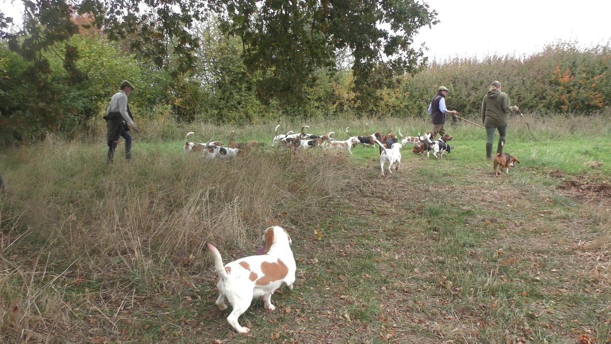 SevernValeSabs's tweet image. 🐰 Hunt 1/2 on Sat: the opening meet of Four Shires Bassets at Litchfield Farm, Enstone, Oxon. 

Panicked phone calls, sour faced supporters &amp;amp; a quad driven at our Sabs… but they boxed up &amp;amp; went home 🙌

Please consider donating to keep us in the fields: gofund.me/f2eefc3c2