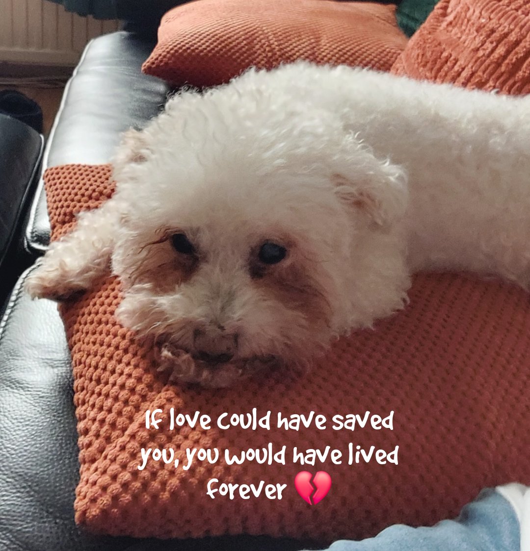 Absolutely heartbroken  😢 
Rest easy, Dexter. 💔