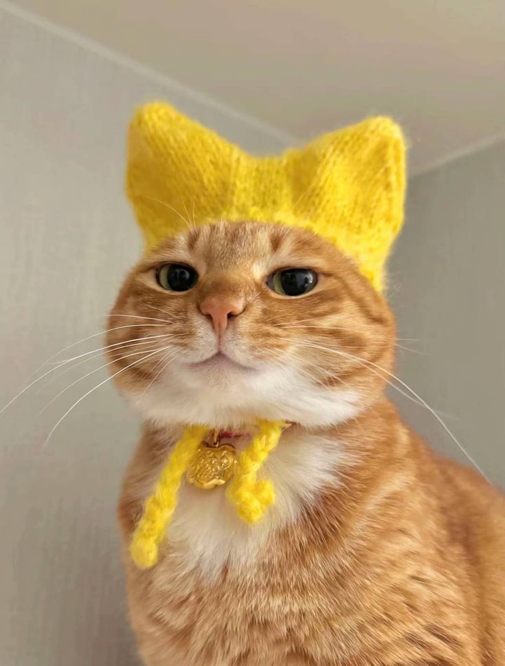 THREAD COM ACHADINHOS DA SHOPEE PARA APAIXONADOS POR GATOS 🐱❤️