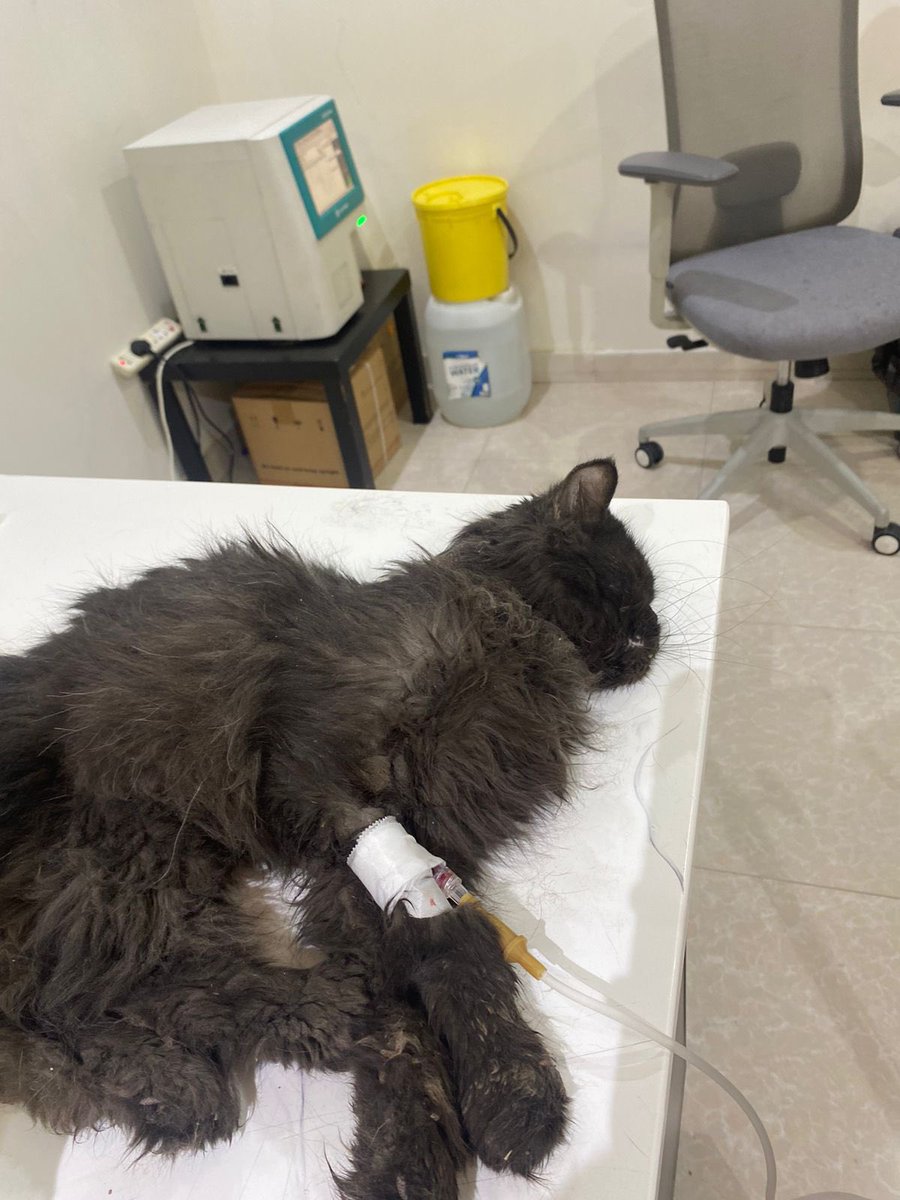 #الرياض
#انقاذ
تم تشخيص هاد القط المسكين المنقذ. بكورونا متقدمه ووضعه كتير صعب 
الي عنده علاج  كورونا -الابر-  ومو محتاجها يا ريت يتواصل مع الرقم 053 269 8915