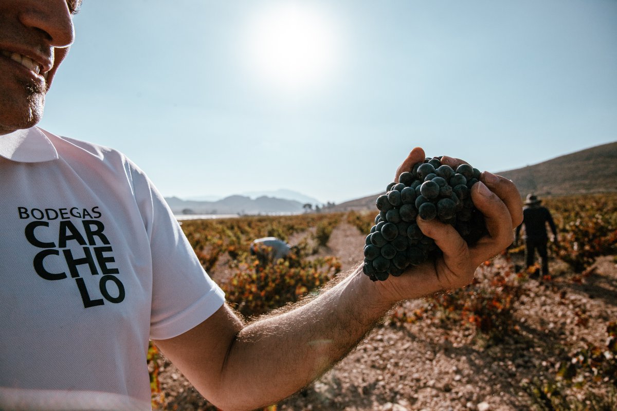 Estos meses no dan tregua.
La uva ya está dentro, el vino empieza a formarse.
Cada día cuenta, cada decisión pesa.
Así debe ser.

#Carchelo #SierradelCarche #Jumilla