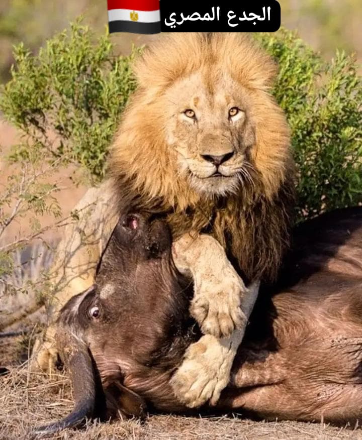 KhalidBarry2 (@barry1khal6036) on Twitter photo 