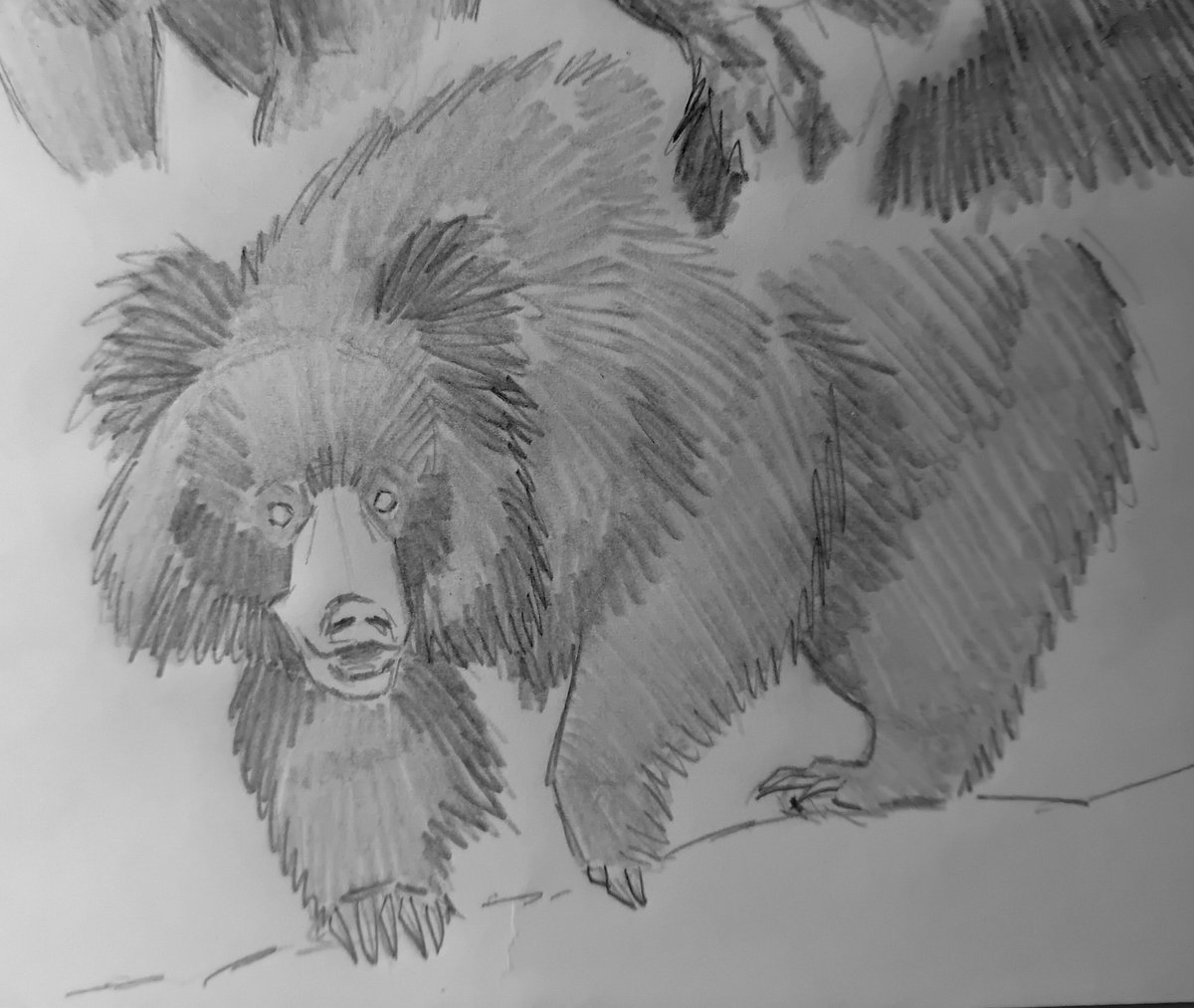 Kaloppin's tweet image. Sloth bear
#drawing #sketchart #illustration #animals #nature #bear