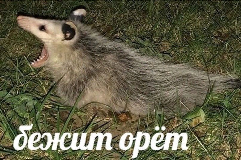 Хватит на сегодня плохого? Как бы не так. У па юбилей, хотели к нему поехать,но хер там из-за моей болезни и работы.Заказали в его городе торт. Мастер пишет час назад "я попала в больницу, куда вернуть часть денег". ЗАКРЫТЫЙ ГОРОД. ЗНАМЕНСК АСТРАХАНСКОЙ ОБЛАСТИ. Где купить торт?