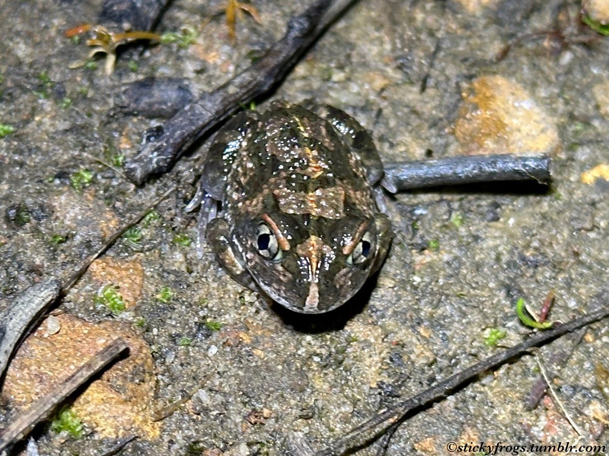 This Round Friend from the Perth Hills is the Humming Frog! In the hot Summer months the Humming Frog burrows underground and aestivates (hibernates in Summer) in a special cocoon made from its shed skin!