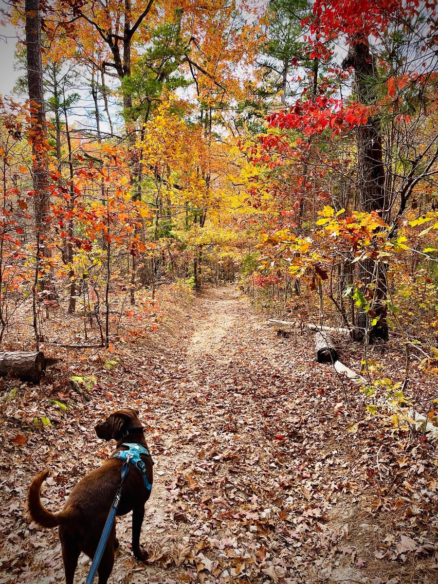 Writing Prompt:

A lone traveler wanders autumn woods, where crimson leaves whisper secrets and a hidden path glows with an eerie, golden light. Something waits at the end.

#Autumn #writing #writingprompt