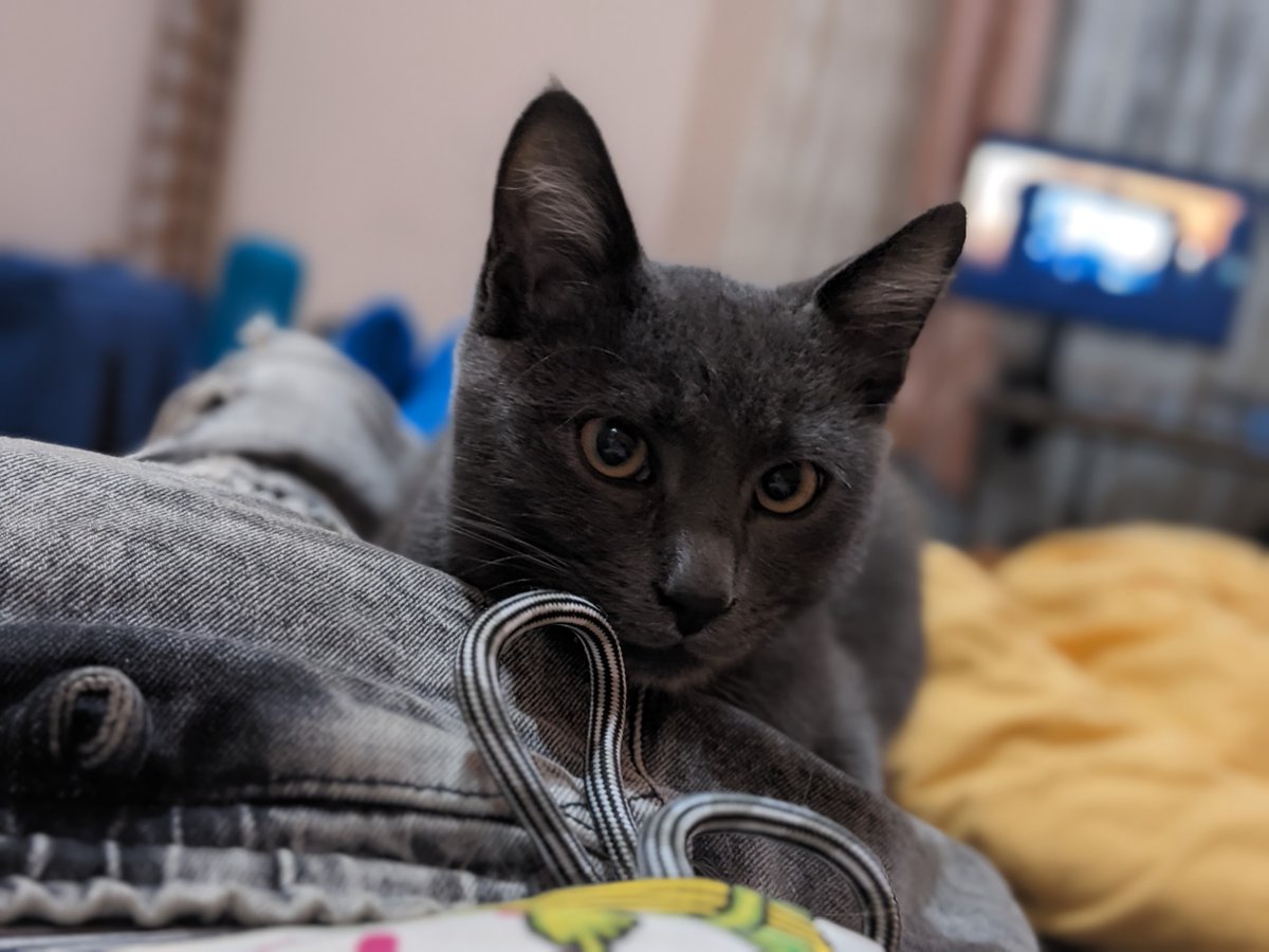 mamantoha's tweet photo. RIP котяра. Ти заюзав свої 9 життів надто швидко❤️😿 https://t.co/E67althh3y