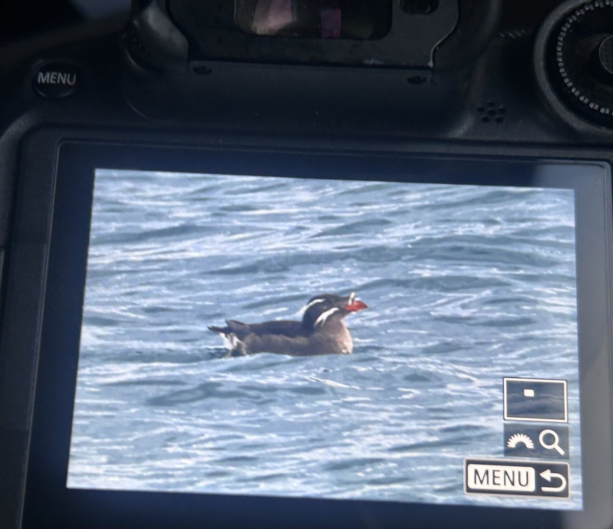 So excited to see Rhinoceros Auklet off the coast of Hokkaido Japan ..sadly due bad weather ( literally the only time on the whole trip!!) we missed our chance for Tufted Puffin ⁦<a href="/zootherabirding/">Nick Bray</a>⁩ ⁦<a href="/ZSpaull/">Zak Spaull</a>⁩ ⁦<a href="/Bobby00651/">Rob Robertson</a>⁩ ⁦<a href="/keelebirder/">Mark Sutton</a>⁩