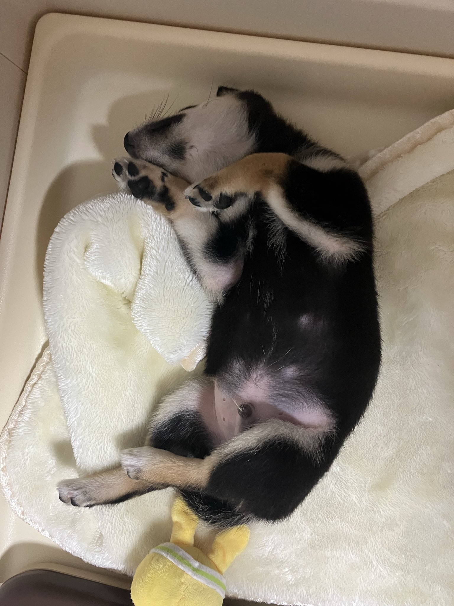 豆柴モコ🐕 (@wgb3322) / X