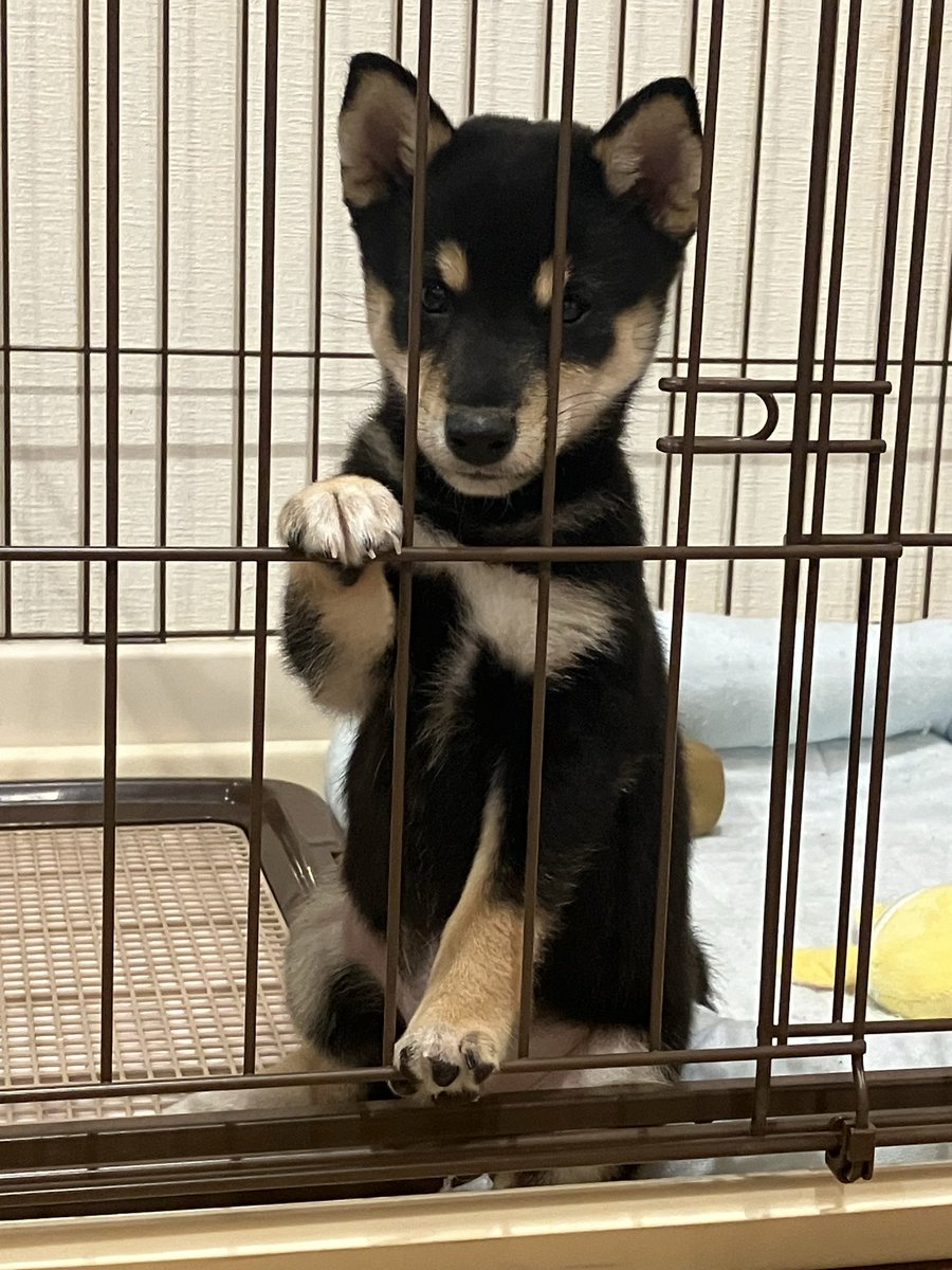 豆柴モコ🐕 (@wgb3322) / X