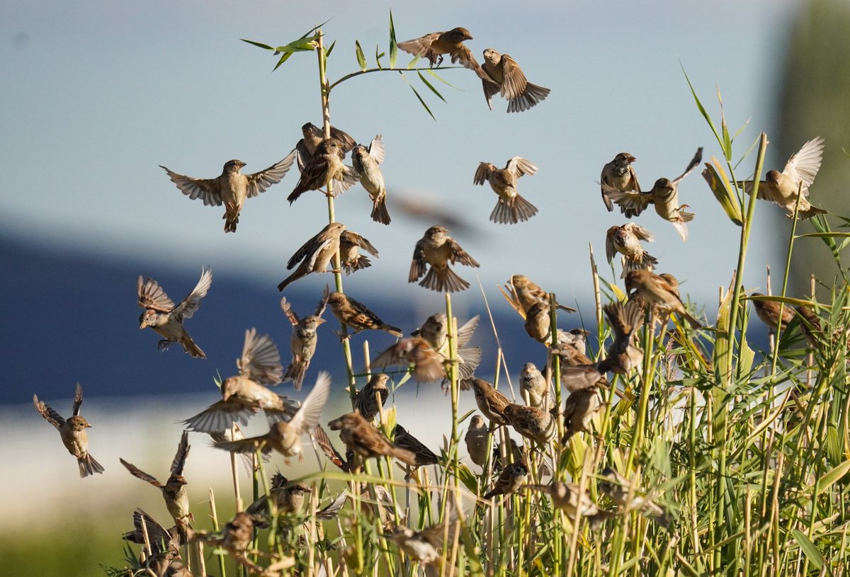 ❤️
Burası içimi kanatan şehir,
Bir yanım ölü,bir yanım sen hayat.
Sevgiliysen beni bil, öyleyse...
Sana el olmak ne zor...çok uzak,
Sen de gökyüzüm var,her yanım tuzak,
Sende yağmurlarım,saklı suskunluklarım,yar…
Sar bedenimi rüzgar,
Bilinmez güneş ne zaman açar…
vedatateş