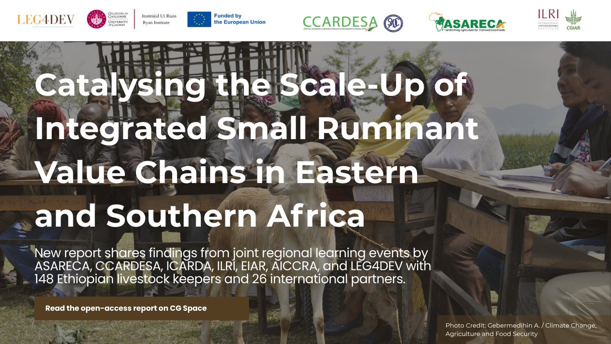 Leg4Dev's tweet image. 🐐 New reseearch from @ASARECA @ccardesa_sadc with @CGIARAfrica and @Leg4Dev in partnership with @ILRI  @ICARDA @InstituteEiar on strengthening small ruminant value chains in Africa through forage legumes and gender equity.

📖 Read the report on CG Space: hdl.handle.net/10568/176736