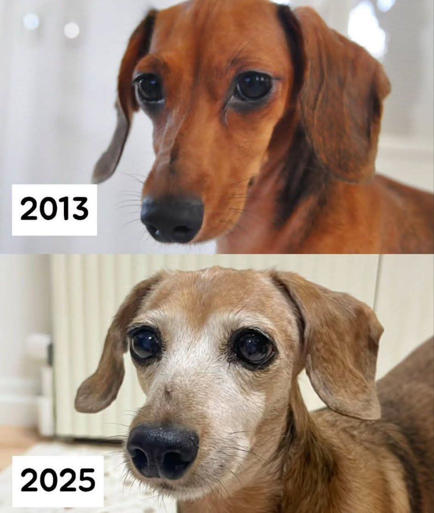 DiloConPerritos's tweet image. “Abrázame que el tiemo pasa y él nunca perdona…”