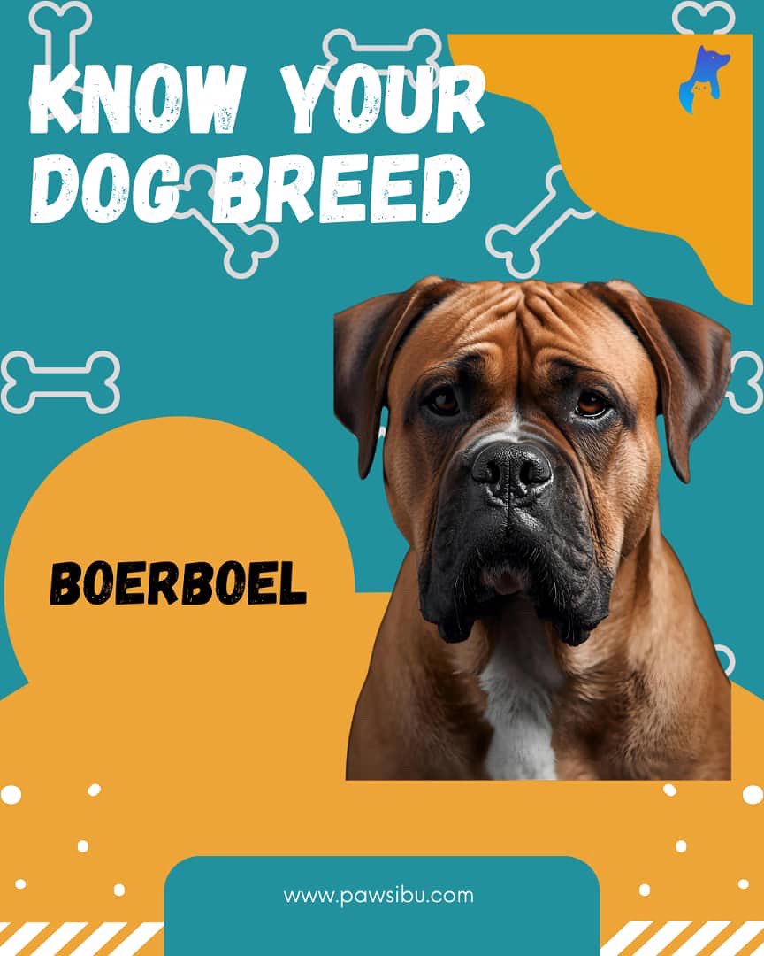 pawsibu's tweet photo. Meet the Boerboel, the fearless protector with a heart of gold πΆ
Strong, loyal, and gentle with family. This South African breed is a true guardian!
#Boerboel #DogBreedsNigeria #KnowYourDogBreed #PawsibuApp #PetCareNigeria #DogLoversNaija #PetEducation #StrongAndLoyal https://t.co/yWx1qCSdBy