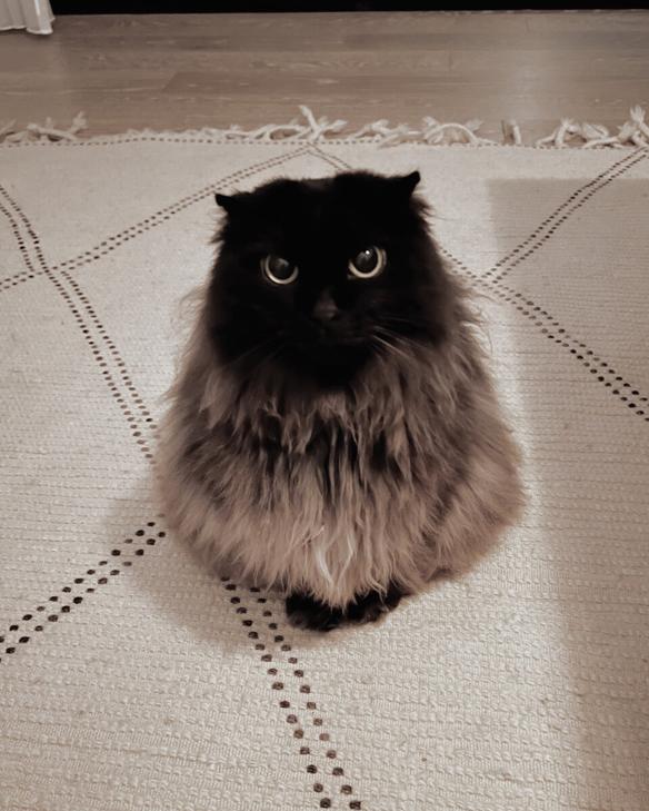 🥴
おはよう、笑顔で乗り切ろう！
🧑‍🎄 🐮