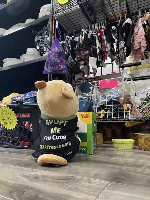 START Rescue tweet media