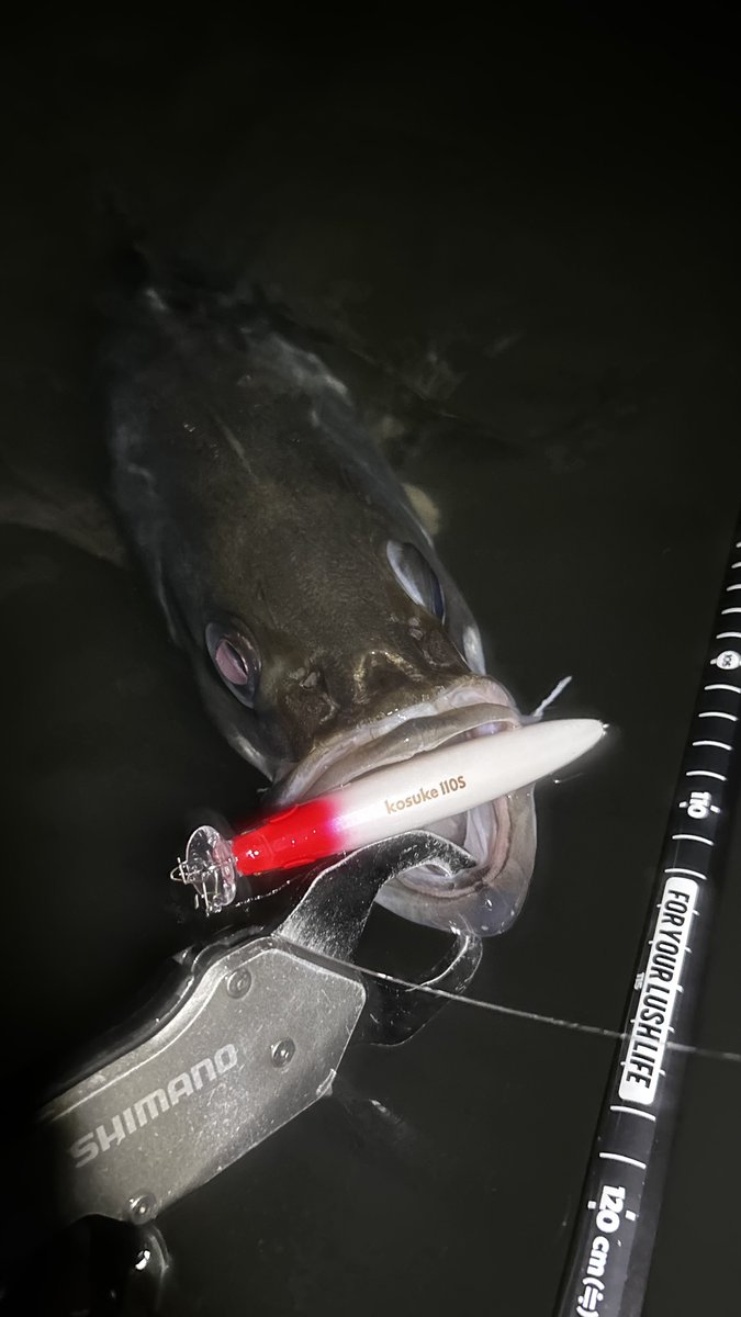 fishing20_saito's tweet photo. MISSION釣行DAY2❗️
撃ちたい時間に入ることができない…
2箇所目が大当たり🎯
6バイト2キャッチ✌️
バイトもらったコースをもう一度で2連発👏
コンディション良い秋のさ・か・な🍂

#宮城シーバス
#阿武隈川
#Ima #アムズデザイン
#kosuke110s #レッドヘッドパール https://t.co/CUFpabuU6O