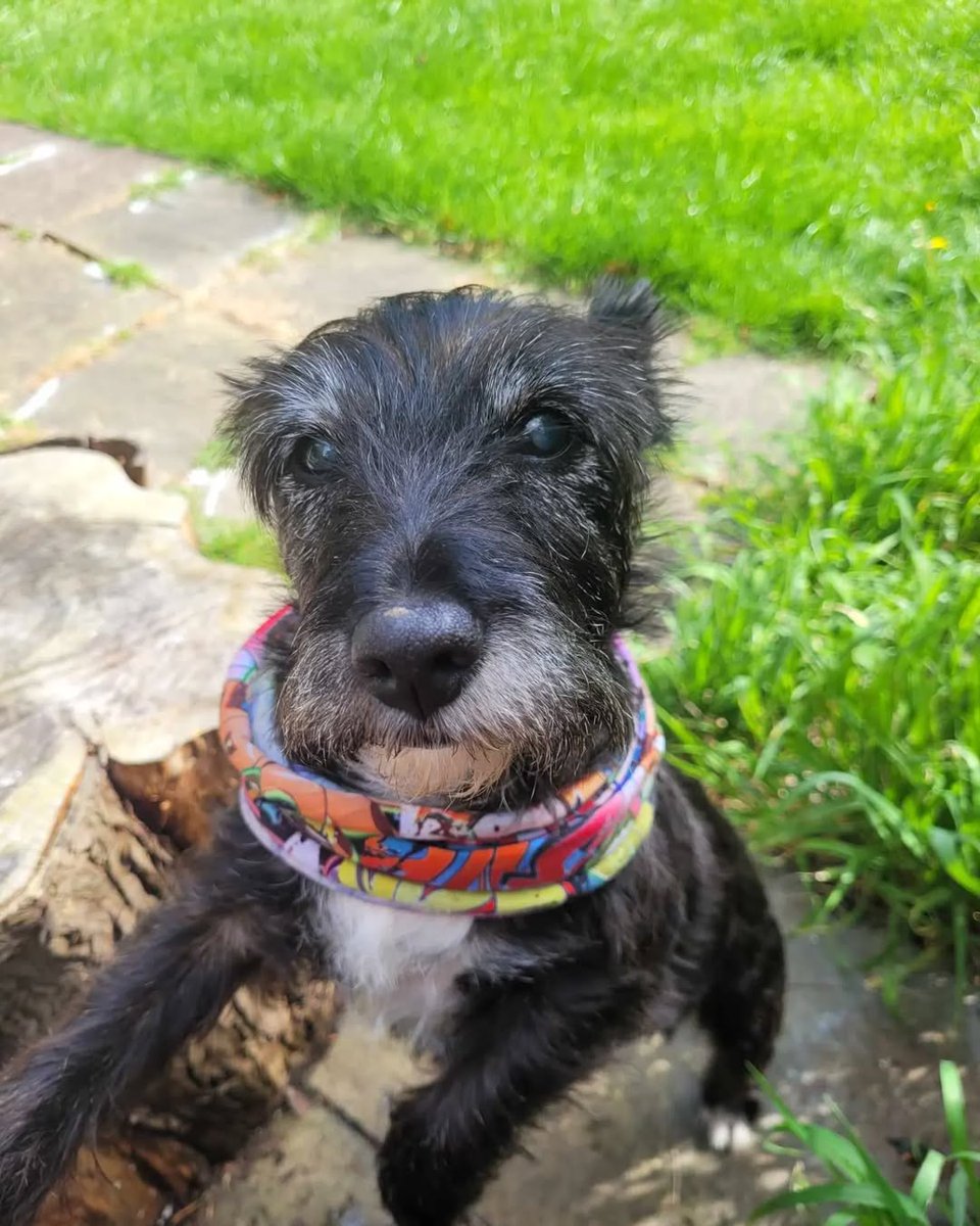 Hyperborean Nut ☦️ tweet media