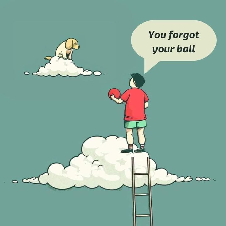 dogloverscore's tweet image. A little reminder from the other side of the clouds 🐶💔
They may be gone, but the love (and the ball) is never forgotten.
Run free, good boy 💫🐾

#DogHeaven #RainbowBridge #ForeverInOurHearts #DogPageAdmin #FurryAngels