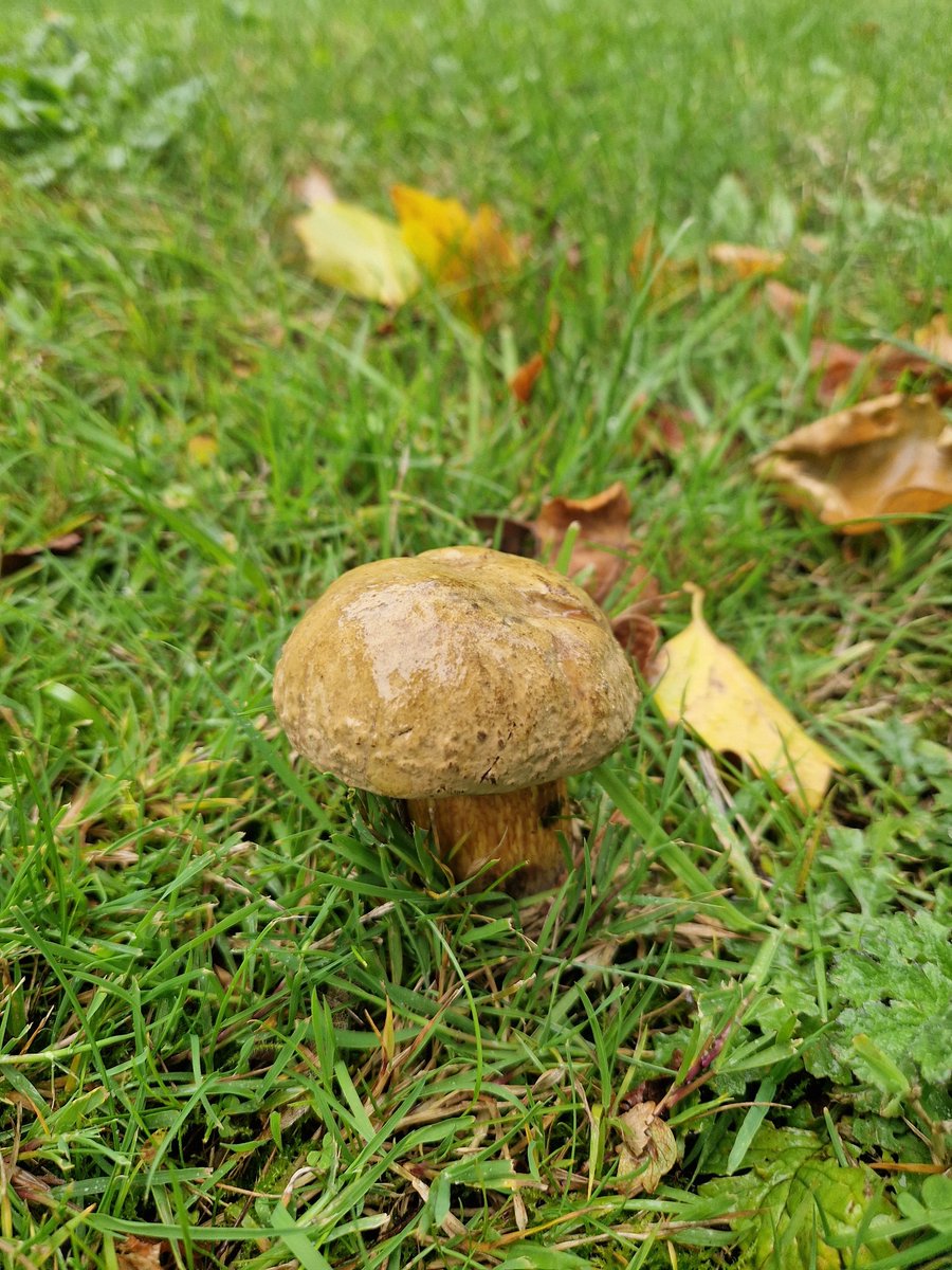 hellolove1984's tweet photo. #MushroomMonday https://t.co/Qb2nsE7ljJ