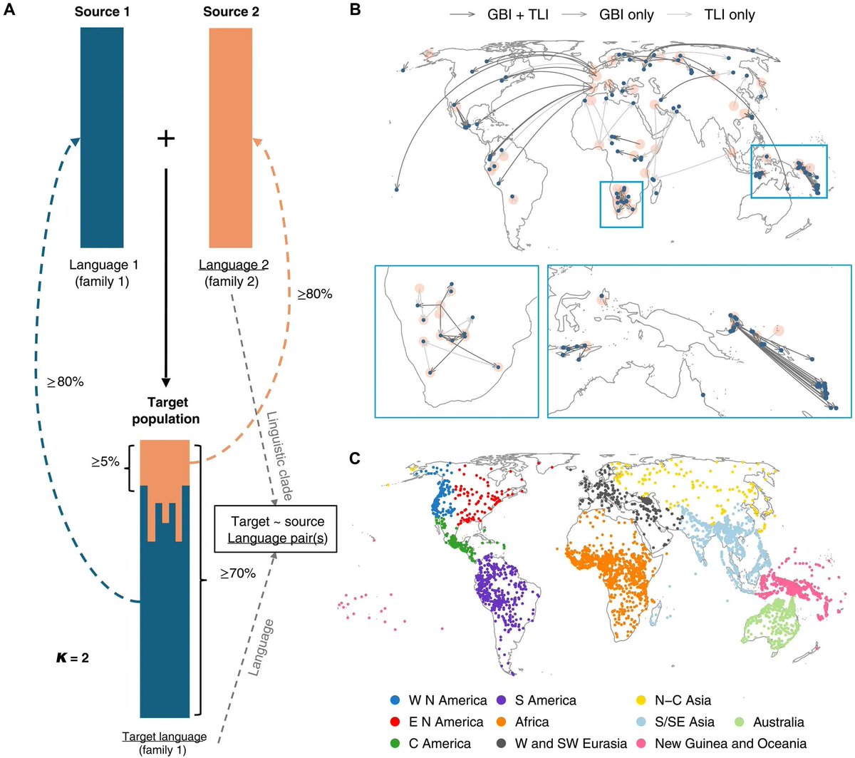 Wherever human populations mix, their languages blend as well.

A new study shows that the genetic mixing of populations in contact is reflected by their linguistic mixing—borrowed vocabulary and grammatical structures.

The study found that when populations that speak unrelated