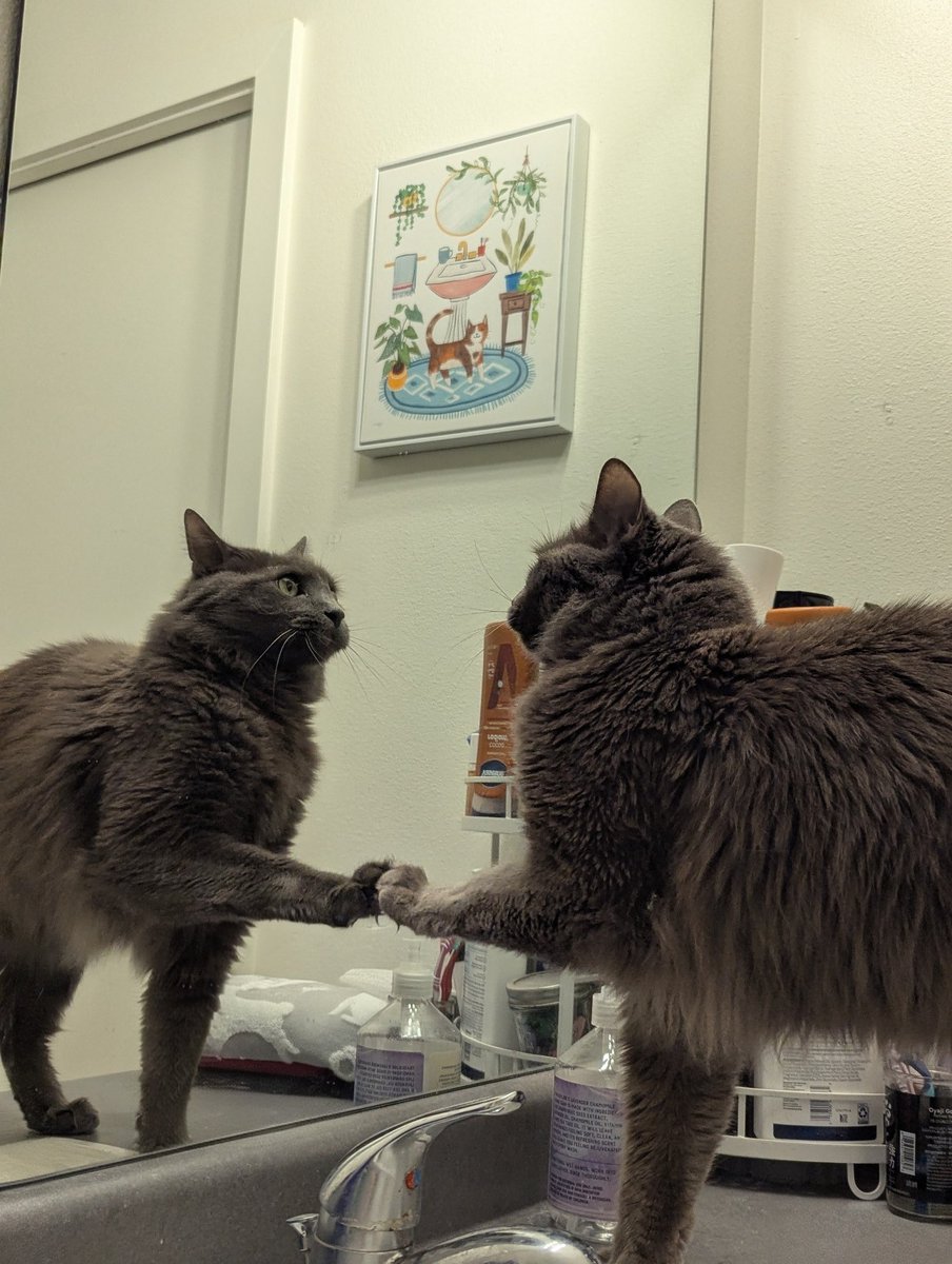 because iroh was raised in an apartment with cabinets and closets behind every mirror, he now holds the belief that every mirror has a secret space behind it that's being kept hidden from him, so he must paw at the mirror every time he sees it, just in case it opens this time