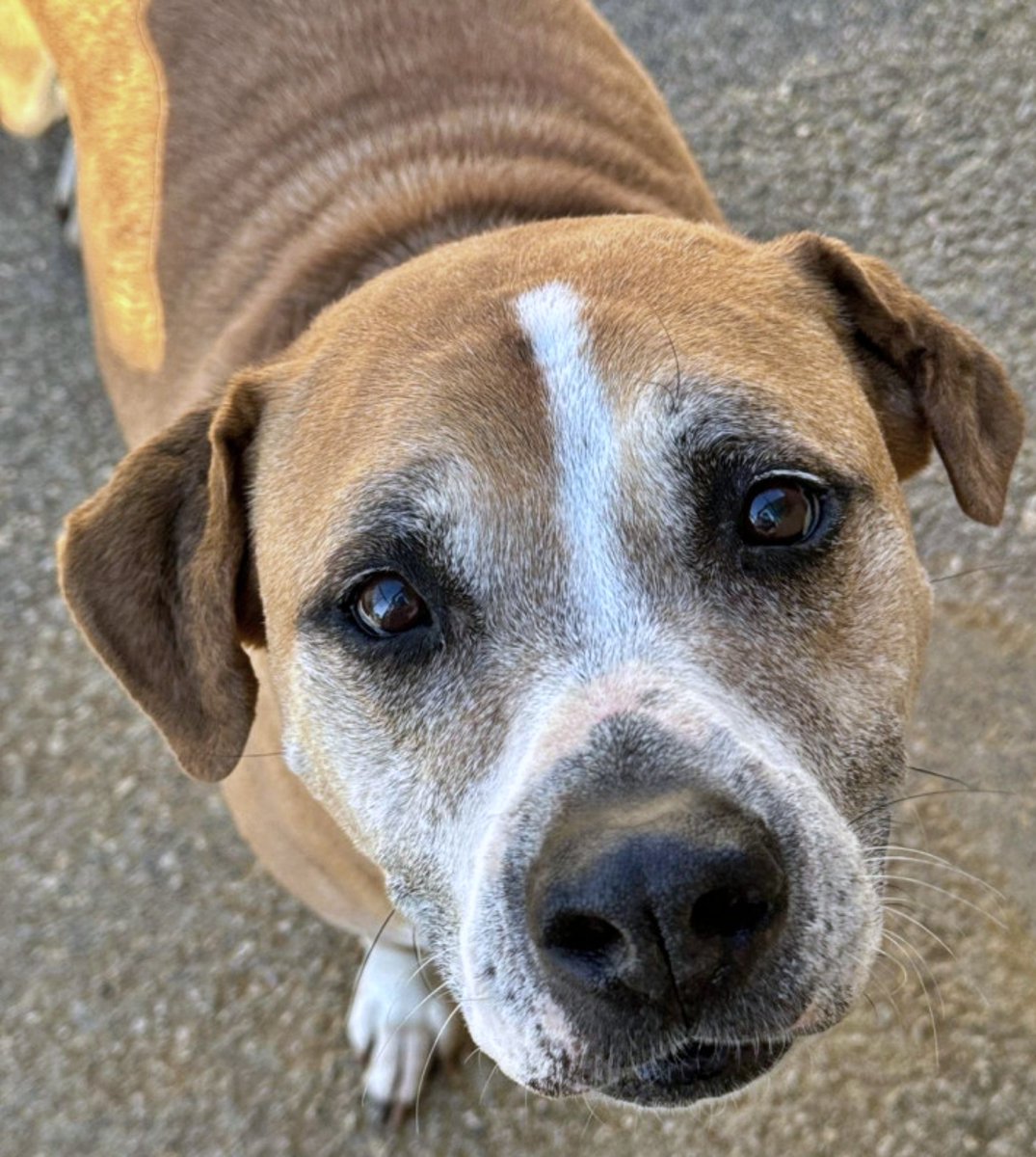 #Sevilla
Cada día #MISTER, ve dirigirse a la puerta de salida a; cachorros, pequeños, de raza.... peludos “fáciles”! Y él… sigue esperando. No por falta de ternura. No por falta de ganas. Sino por una etiqueta que pesa más que su dulce mirada.

A veces se pregunta si está