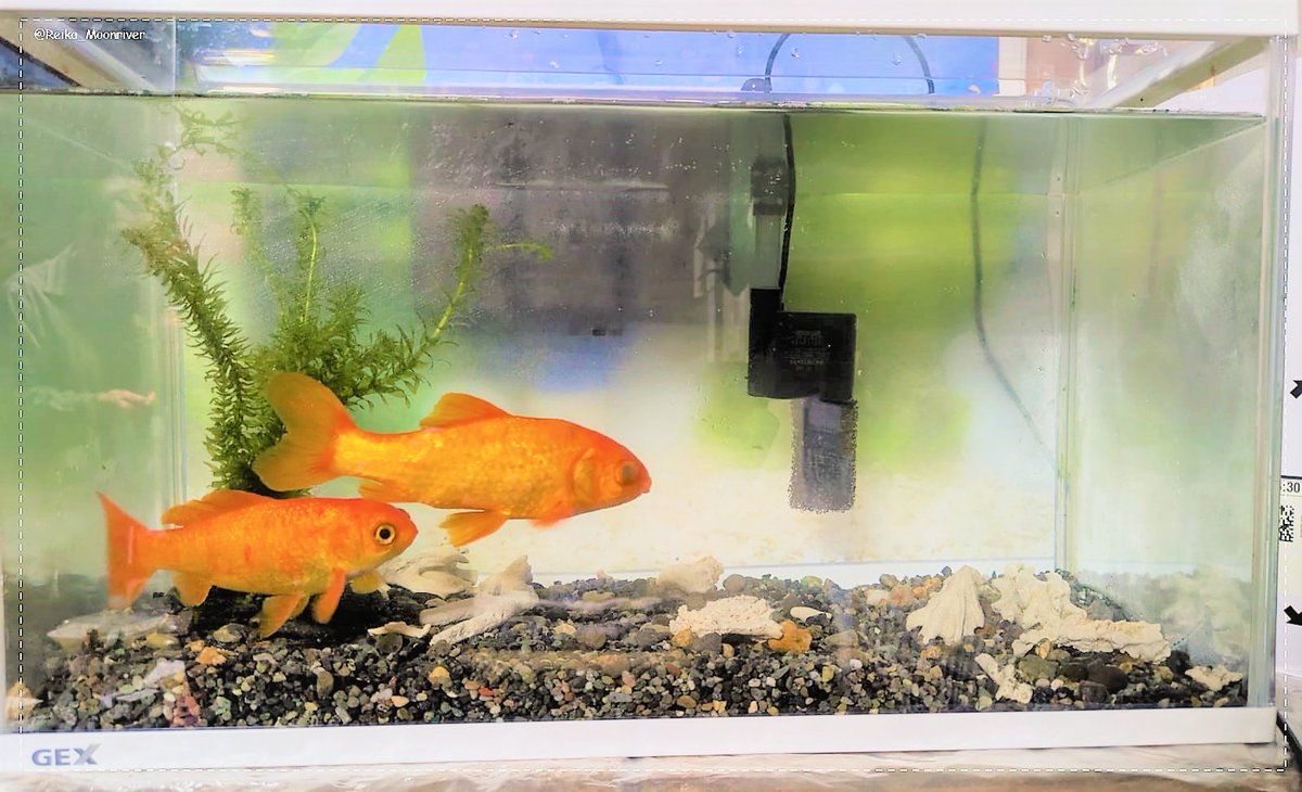 Reika_Moonriver's tweet photo. Rainy day vibes. 🌧️
Just one week left until classes start, trying to soak up this peace while I can.
Lil fishes, they are actually kinda big.
#Reika_Moonriver #Fishes #LifeBlog #CozyVibes #LifeBlog https://t.co/r9kwyPv5KH