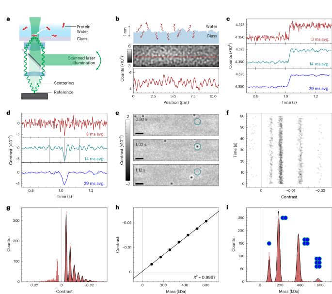 NatureProtocols's tweet image. New Article! Best practice mass photometry: a guide to optimal single-molecule mass measurement bit.ly/439Iobi