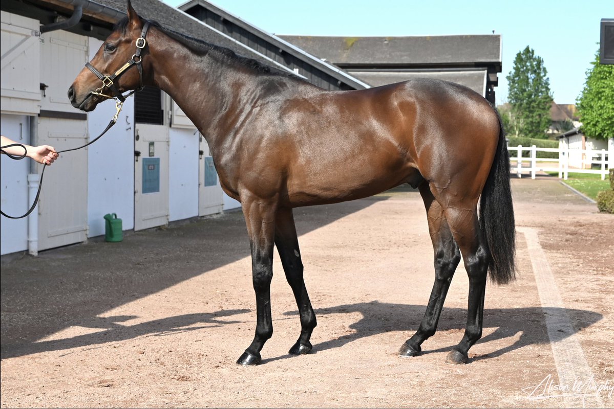 ARQANA (@infoarqana) on Twitter photo MOCKING wins the Gary’s Gardening Services Maiden for <a href="/JohnnyMurtagh/">Johnny Murtagh</a> and <a href="/OTIRacing/">OTI Racing</a>! 
He was sold by <a href="/MeadowviewStab/">Meadowview Stables</a> to <a href="/Deburghequine/">De Burgh Equine</a> and <a href="/OTIRacing/">OTI Racing</a> at the 2024 Breeze Up Sale🐎
Well done! MOCKING wins the Gary’s Gardening Services Maiden for <a href="/JohnnyMurtagh/">Johnny Murtagh</a> and <a href="/OTIRacing/">OTI Racing</a>! 
He was sold by <a href="/MeadowviewStab/">Meadowview Stables</a> to <a href="/Deburghequine/">De Burgh Equine</a> and <a href="/OTIRacing/">OTI Racing</a> at the 2024 Breeze Up Sale🐎
Well done!