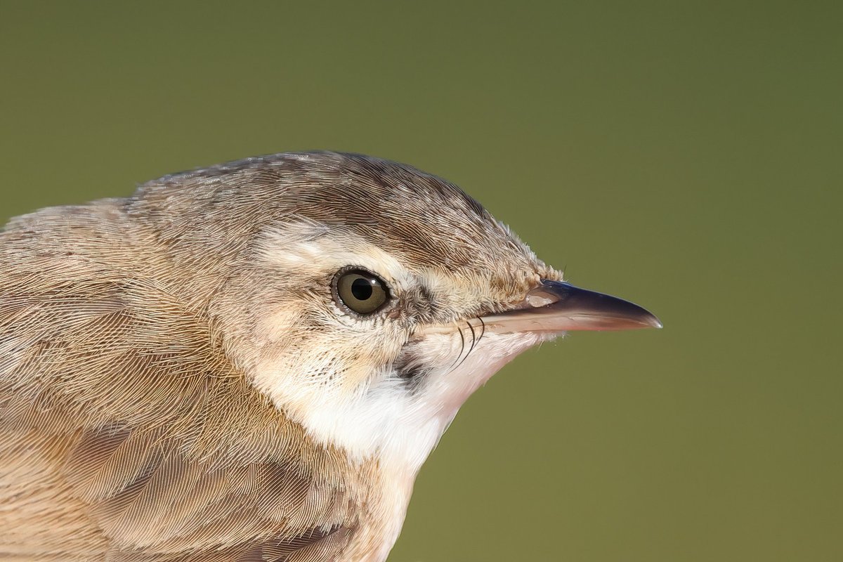 Rob Stonehouse tweet media