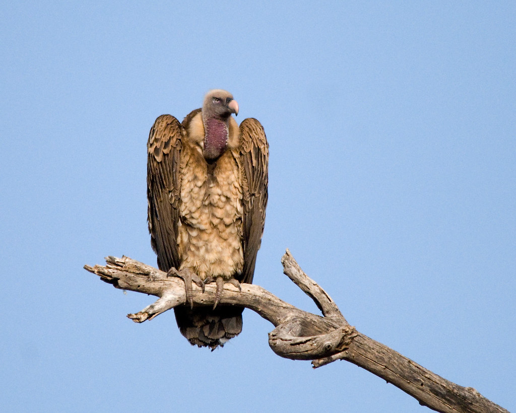 #Highest_Flight_1

Rüppell's vulture
Scientific name: Gyps rueppelli
Also called Rüppell's griffon vulture, named after Eduard Rüppell. Their range extends through the Sahel region of Africa where they can be found in grasslands, mountains, and woodlands.

Adults are 85 to 103 cm