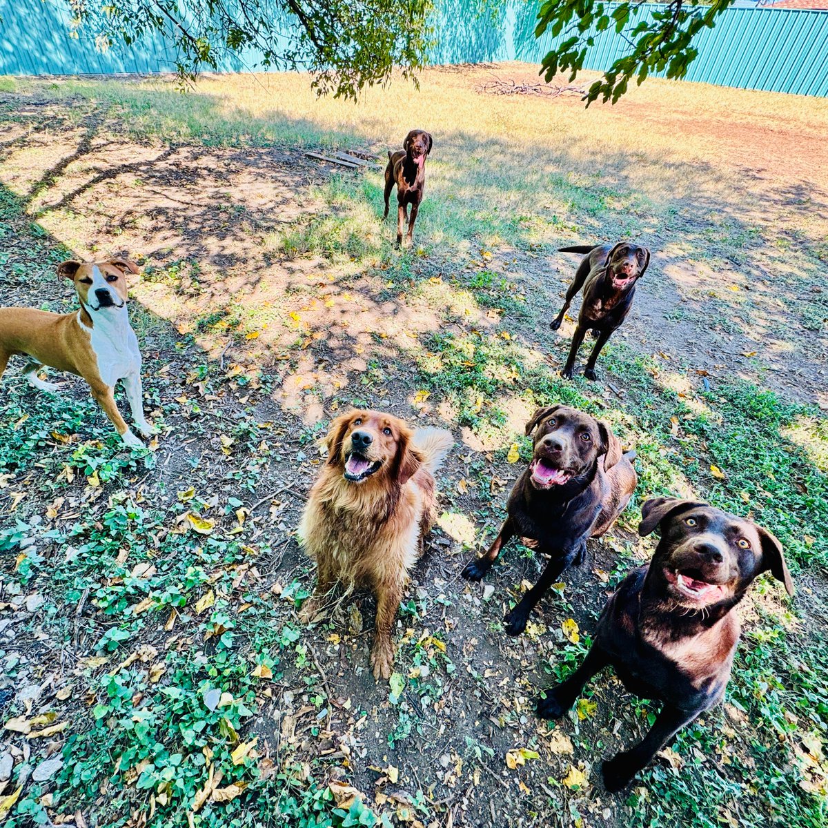 metroanimals's tweet image. “Where’s the ball!?” (Our labs will gladly accept your used tennis balls!🎾)
#fortworthdog #campbowie #throwtheball