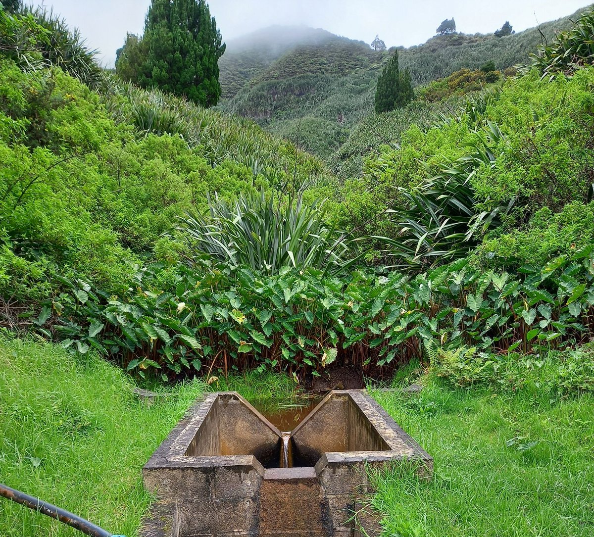 #DYK cloud forest mist capture supplies over 1/2 of our #drought prone island’s fresh water💧 On #DRRday we applaud the work of our 🇬🇧funded #SHCFP teams who aim to safeguard St Helena's water security &amp; increase supply by up to 20% for better #ClimateResilience🌡️