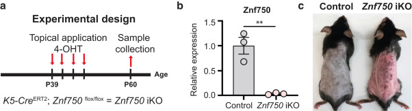 #Keratinocytes as key players, not bystanders, in #psoriasis: loss of function of an epithelial-specific transcription factor may drive disease ow.ly/jo2E50XaySu #medderm #dermtwitter
