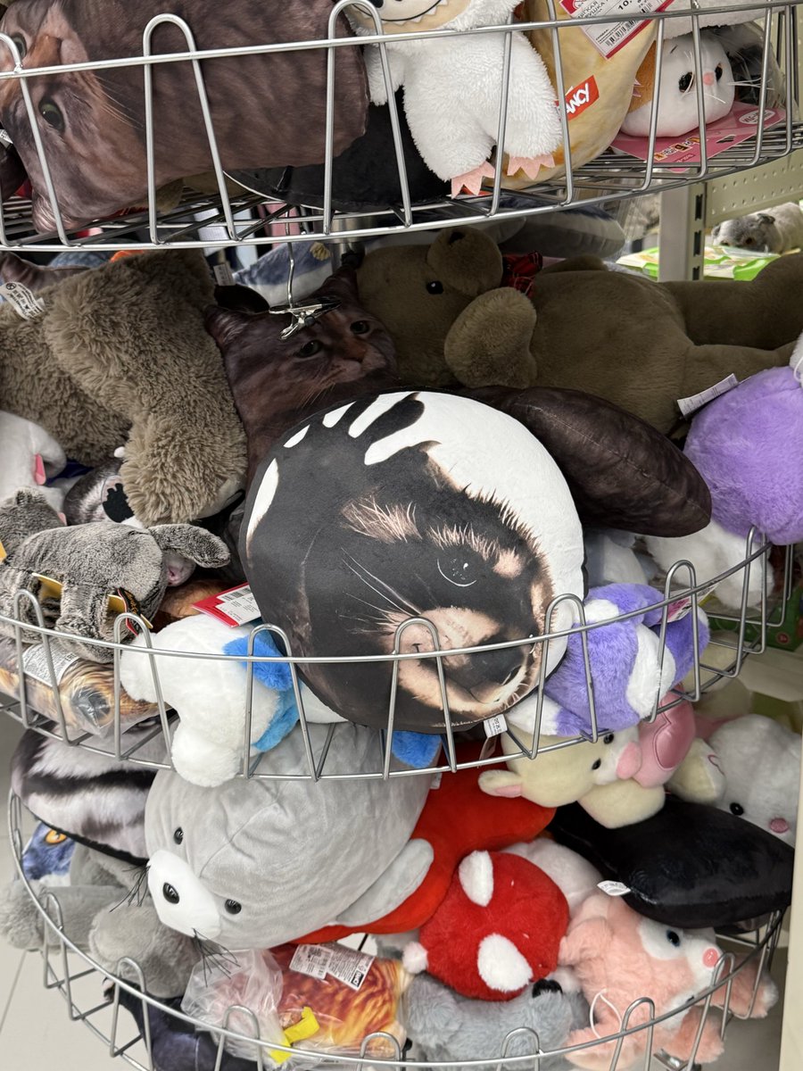 How did this cute $PEDRO get into the store from my bag? 🧐🦝