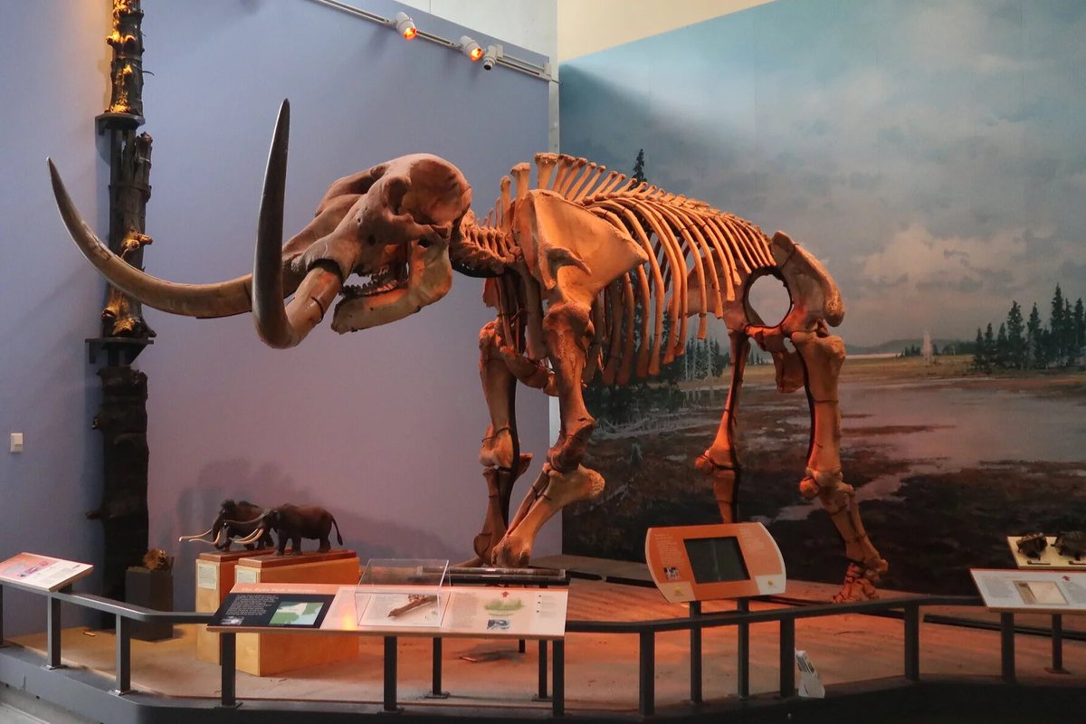 TM9380's tweet image. Today is #IndigenousPeoplesDay here in the US. Barring the given that fossils are found on land that once belonged to those people, many have played a direct role in paleo. One example, in 1739, Abenaki guides collected mastodon bones. That’s just one of many examples though.