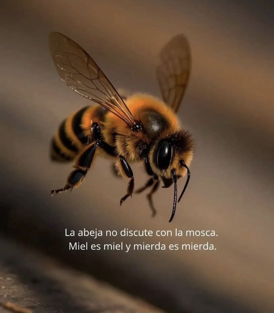 Las abejas ….