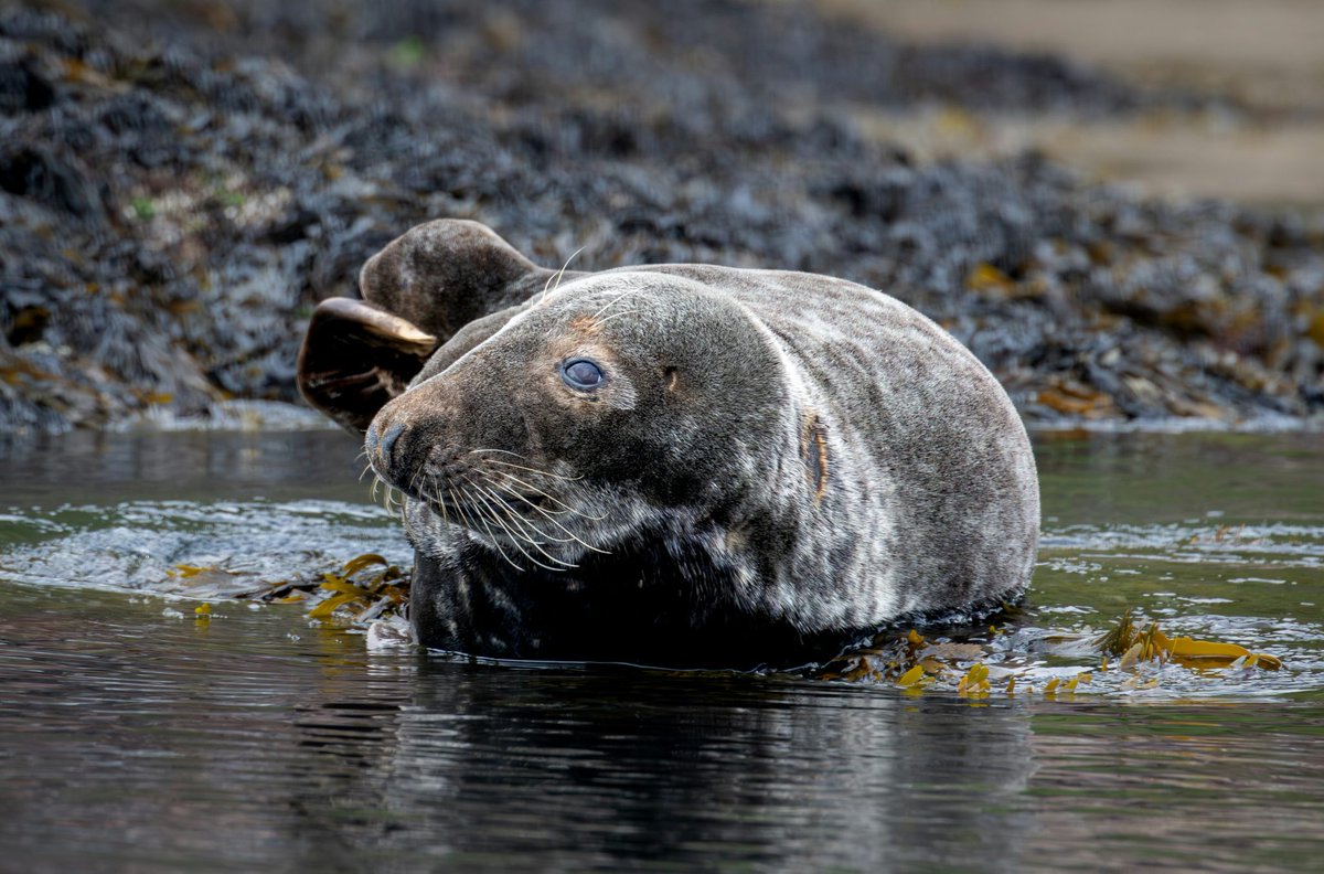 The first of our two events coming up this week is an in-person talk on Friday 17th October on "Seals in Gower", by Gareth Richards. The talk will start at 19:15 and will be held at St Paul's Parish Centre in Sketty. More info in the link below:

gowerbirds.org.uk/event/seals-in…