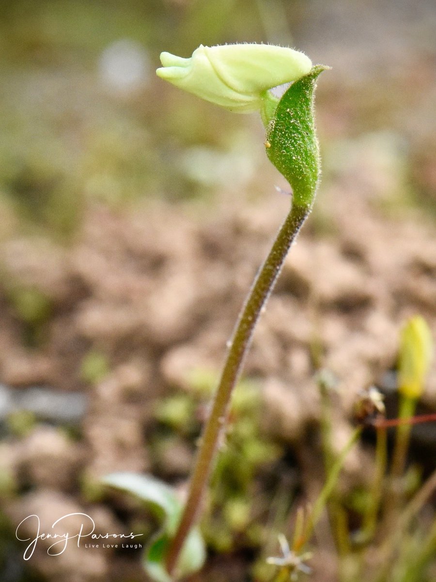 JennyPaPB's tweet image. Disperis villosa aka Granny’s Bonnet is a slender hairy little wild orchid endemic to the Western Cape. No taller than 10cm &amp;amp; has a sweet scent. Spotted while bioblitzing in the Cederberg…

#fynbos #biodiversity #wildflowers #flowerphotography #nature #wildorchid #iNaturalist