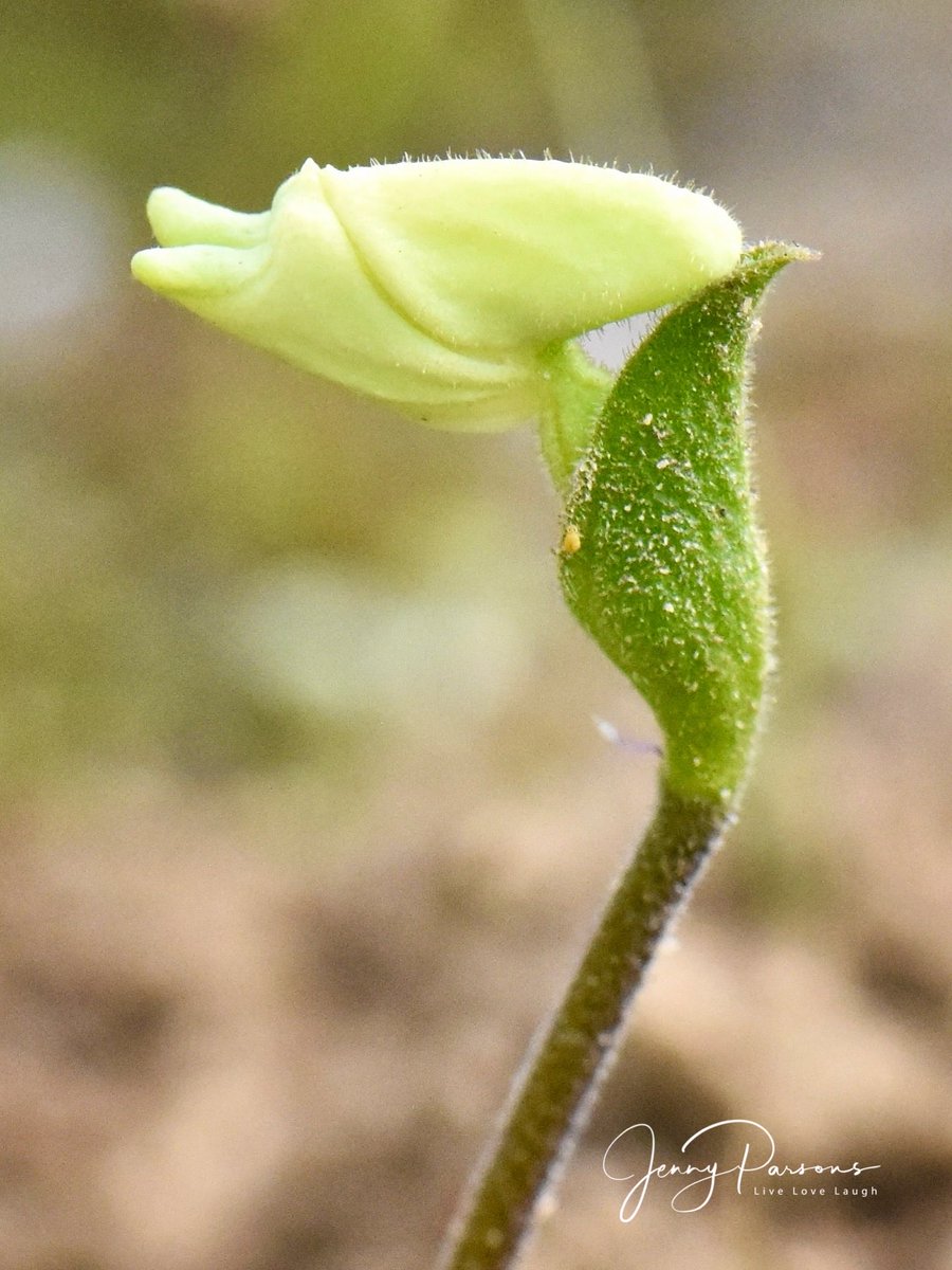 JennyPaPB's tweet image. Disperis villosa aka Granny’s Bonnet is a slender hairy little wild orchid endemic to the Western Cape. No taller than 10cm &amp;amp; has a sweet scent. Spotted while bioblitzing in the Cederberg…

#fynbos #biodiversity #wildflowers #flowerphotography #nature #wildorchid #iNaturalist