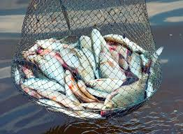 Cristina esta apunto de cazar un par de salmones  #OTGala4