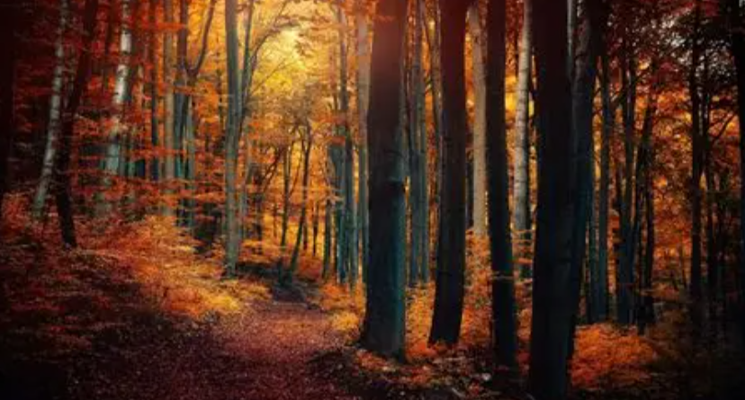 11mwc's tweet image. Autumnal evenings are simply the best for thinking and planning.